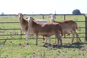 3X OOI/EWE DIDYMUS MEATMASTERS (Pay per piece to take the lot)