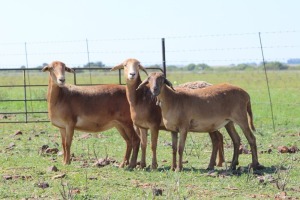 3+2X OOI/EWE DIDYMUS MEATMASTERS (Pay per piece to take the lot)