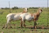 3+1X OOI/EWE DIDYMUS MEATMASTERS (Pay per piece to take the lot) - 2