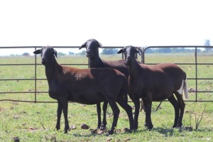 3+1X OOI/EWE DIDYMUS MEATMASTERS (Pay per piece to take the lot)