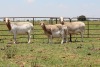 3+4X OOI/EWE DIDYMUS MEATMASTERS (Pay per piece to take the lot)