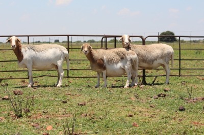 3+4X OOI/EWE DIDYMUS MEATMASTERS (Pay per piece to take the lot)