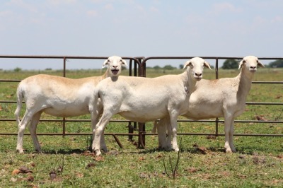 3X OOI/EWE DIDYMUS MEATMASTERS (Pay per piece to take the lot)