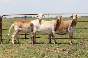 3X OOI/EWE DIDYMUS MEATMASTERS (Pay per piece to take the lot)