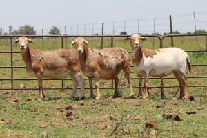 3X OOI/EWE DIDYMUS MEATMASTERS (Pay per piece to take the lot)