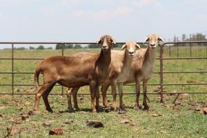 3+1X OOI/EWE DIDYMUS MEATMASTERS (Pay per piece to take the lot)