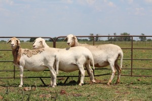 3X OOI/EWE DIDYMUS MEATMASTERS (Pay per piece to take the lot)