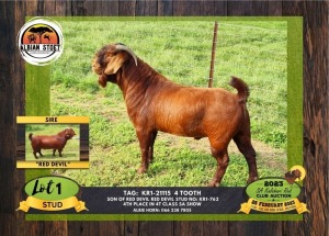 1X KALAHARI RED STUD BUCK ALBIAN STOET