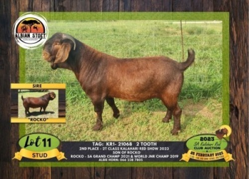 1X KALAHARI RED STUD BUCK ALBIAN STOET