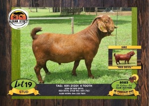 1X KALAHARI RED STUD BUCK ALBIAN STOET