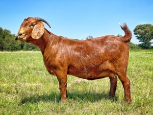 1X KALAHARI RED STUD DOE TOLLIE JORDAAN