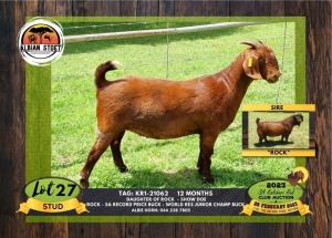 1X KALAHARI RED STUD DOE ALBIAN STOET