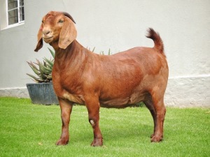 1X KALAHARI RED FLOCK DOE TOLLIE JORDAAN