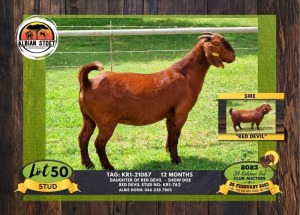 1X KALAHARI RED STUD DOE ALBIAN STOET