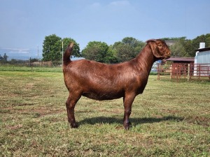 1X KALAHARI RED FLOCK DOE VAN HEERDEN STOET