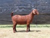 1X KALAHARI RED FLOCK DOE VAN HEERDEN STOET