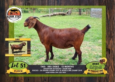 1X KALAHARI RED PREGNANT FLOCK DOE ALBIAN STOET