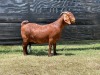 1X KALAHARI RED FLOCK DOE VAN HEERDEN STOET