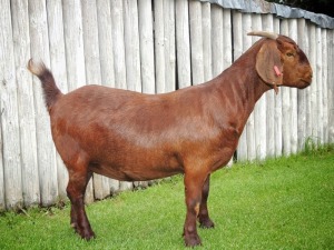 1X KALAHARI RED STUD DOE TOLLIE JORDAAN