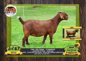 1X KALAHARI RED STUD DOE ALBIAN STOET