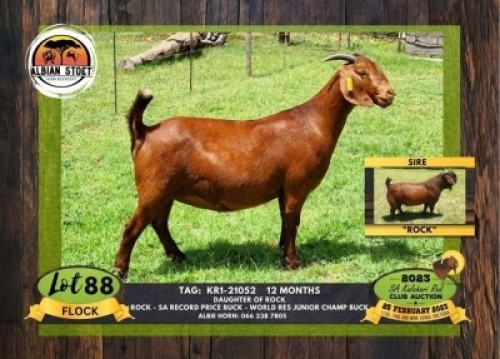 1X KALAHARI RED FLOCK DOE ALBIAN STOET