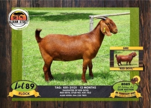 1X KALAHARI RED FLOOCK DOE ALBIAN STOET