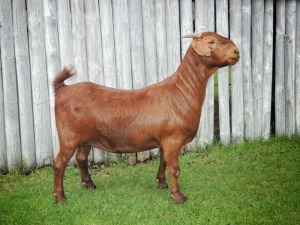 1X KALAHARI RED FLOCK DOE TOLLIE JORDAAN