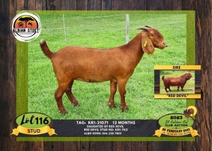 1X KALAHARI RED STUD DOE ALBIAN STOET