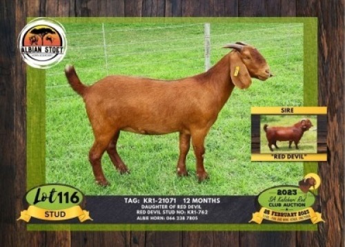 1X KALAHARI RED STUD DOE ALBIAN STOET
