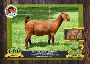 1X KALAHARI RED FLOCK DOE ALBIAN STOET