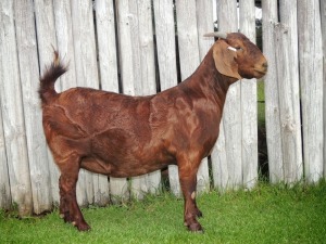 1X KALAHARI RED FLOCK DOE TOLLIE JORDAAN