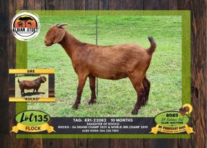 1X KALAHARI RED FLOCK DOE ALBIAN STOET