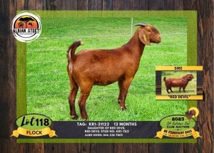 1X KALAHARI RED FLOCK DOE ALBIAN STOET