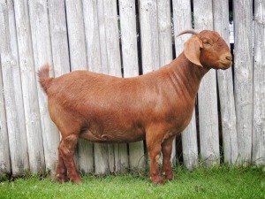 1X KALAHARI RED STUD DOE TOLLIE JORDAAN