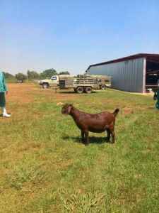 1X KALAHARI RED FLOCK DOE DIAMANTVELD BOERBOKSTOET