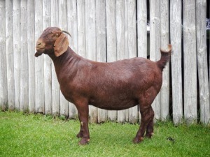 1X KALAHARI RED STUD DOE TOLLIE JORDAAN