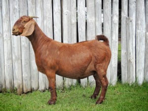 1X KALAHARI RED FLOCK DOE TOLLIE JORDAAN