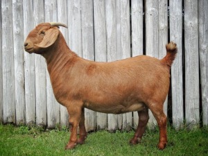 1X KALAHARI RED FLOCK DOE TOLLIE JORDAAN