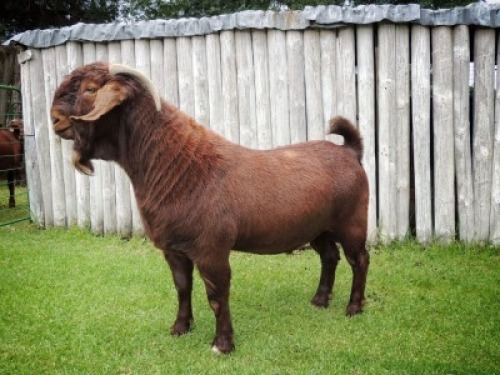 1X KALAHARI RED STUD BUCK TOLLIE JORDAAN