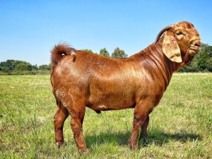 1X KALAHARI RED FLOCK BUCK TOLLIE JORDAAN