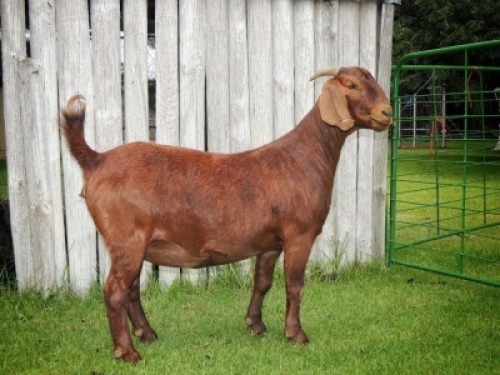 1X KALAHARI RED STUD DOE TOLLIE JORDAAN