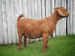 1X KALAHARI RED FLOCK DOE TOLLIE JORDAAN