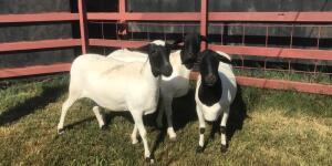 3 x DORPER CROSS EWE SUPA FEEDS (Pay per piece to take the lot)