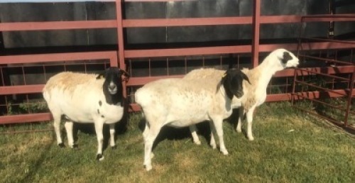 3 x DORPER CROSS EWE SUPA FEEDS (Pay per piece to take the lot)