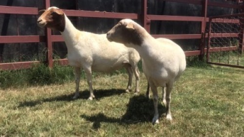 2 x MEATMASTER EWE SUPA FEEDS (Pay per piece to take the lot)