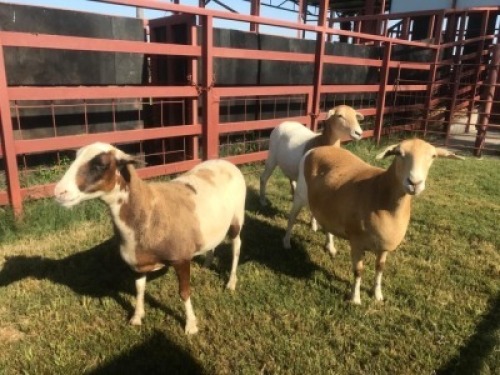 3 x DORPER CROSS EWE SUPA FEEDS (Pay per piece to take the lot)