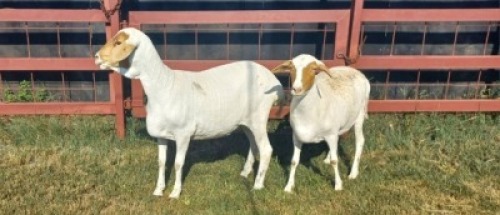 2 x MEATMASTER EWE SUPA FEEDS (Pay per piece to take the lot)