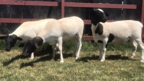 3 x DORPER EWE SUPA FEEDS (Pay per piece to take the lot)