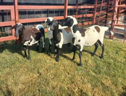 4 x MEATMASTER EWE SUPA FEEDS (Pay per piece to take the lot)