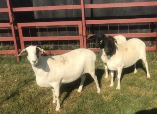 3 x DORPER EWE SUPA FEEDS (Pay per piece to take the lot)